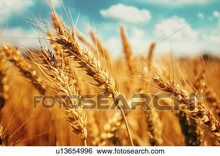 Stock Photograph - Field of ripe barley. Fotosearch