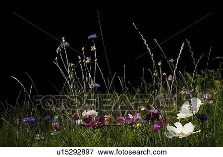 Field with wild flowers at night View Large Photo Image Stock Photo - Field with wild flowers at night. Fotosearch