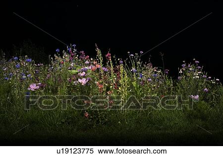 Stock Photography - Field with wild flowers at night. Fotosearch