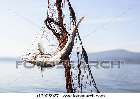 Fish entangled in fishing net View Large Photo Image Stock Photo - Fish entangled in fishing net. Fotosearch