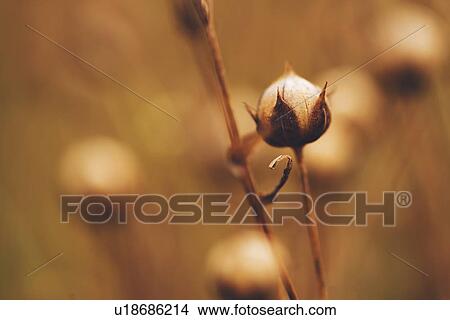 Picture - Flax (Linum usitatissimum). Fotosearch