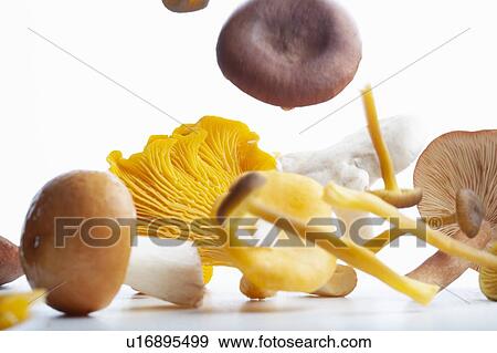 Stock Photo - Floating wild mushrooms, Albatrellus ovinus, Cantharellus cibarius, Cantharellus tubaeformis, Lactarius rufus,. Fotosearch