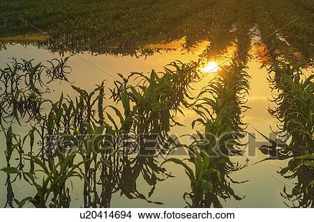 Picture - Flooded young corn field. Fotosearch