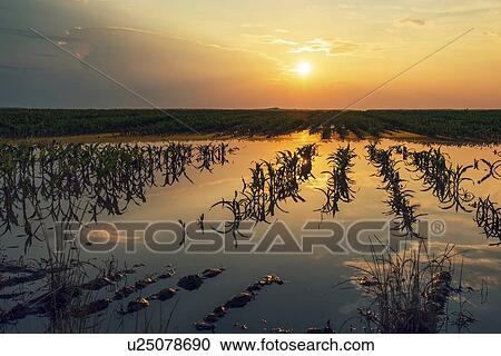 Flooded young corn field View Large Photo Image Stock Image - Flooded young corn field. Fotosearch