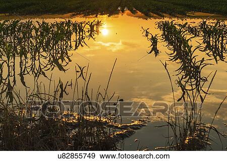 Stock Photo - Flooded young corn field. Fotosearch