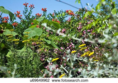 Flowers in field View Large Photo Image Stock Image - Flowers in field. Fotosearch