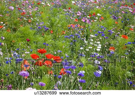 Flowers in field View Large Photo Image Stock Photo - Flowers in field. Fotosearch