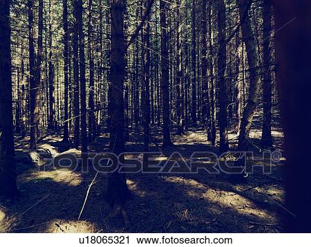 Forest Scene View Large Photo Image Stock Image - Forest Scene. Fotosearch