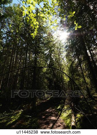 Stock Photo - Forest. Fotosearch