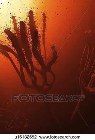 Stock Image - Fungus releasing spores, illustration. Fotosearch