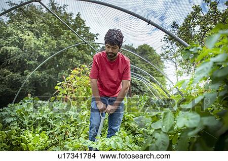 Gardener digging up new potatoes in summer time in organic vegetable garden View Large Photo Image Picture - Gardener digging up new potatoes in summer time in organic vegetable garden. Fotosearch