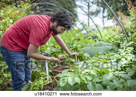 Gardener digging up new potatoes in summer time in organic vegetable garden View Large Photo Image Stock Image - Gardener digging up new potatoes in summer time in organic vegetable garden. Fotosearch