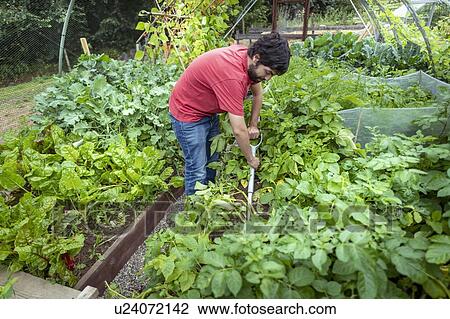 Stock Image - Gardener digging up new potatoes in summer time in organic vegetable garden. Fotosearch