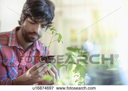 Stock Photo - Gardener growing tomato seedlings indoors for organic vegetable garden. Fotosearch