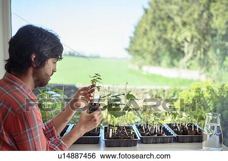 Stock Photograph - Gardener growing tomato seedlings indoors for organic vegetable garden. Fotosearch