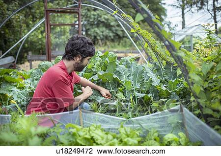 Gardener picking broccoli in organic vegetable garden View Large Photo Image Stock Image - Gardener picking broccoli in organic vegetable garden. Fotosearch