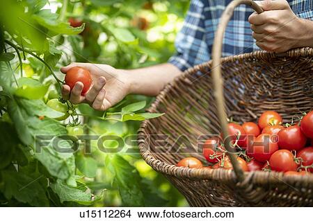 Picture - Gardener picking ripe Crimson Crush tomatoes in late summer in greenhouse of organic vegetable garden. Fotosearch