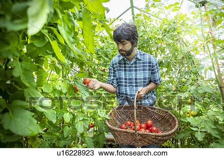Gardener picking ripe Crimson Crush tomatoes in late summer in greenhouse of organic vegetable garden View Large Photo Image Stock Image - Gardener picking ripe Crimson Crush tomatoes in late summer in greenhouse of organic vegetable garden. Fotosearch