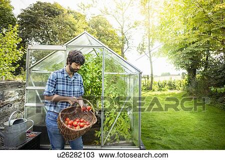 Gardener picking ripe Crimson Crush tomatoes in late summer in greenhouse of organic vegetable garden View Large Photo Image Stock Image - Gardener picking ripe Crimson Crush tomatoes in late summer in greenhouse of organic vegetable garden. Fotosearch