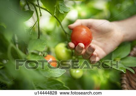 Gardener picking ripe Crimson Crush tomatoes in late summer in greenhouse of organic vegetable garden View Large Photo Image Stock Photo - Gardener picking ripe Crimson Crush tomatoes in late summer in greenhouse of organic vegetable garden. Fotosearch
