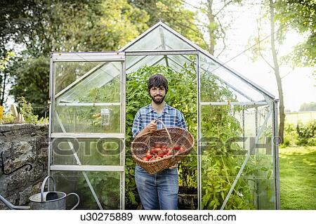 Gardener picking ripe Crimson Crush tomatoes in late summer in greenhouse of organic vegetable garden View Large Photo Image Stock Photo - Gardener picking ripe Crimson Crush tomatoes in late summer in greenhouse of organic vegetable garden. Fotosearch