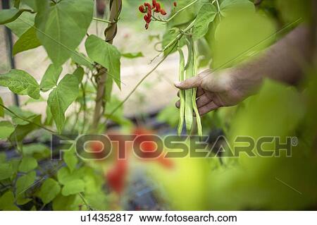 Gardener picking runner beans in organic vegetable garden View Large Photo Image Stock Photo - Gardener picking runner beans in organic vegetable garden. Fotosearch