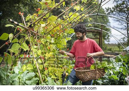 Gardener picking runner beans in organic vegetable garden View Large Photo Image Stock Photograph - Gardener picking runner beans in organic vegetable garden. Fotosearch