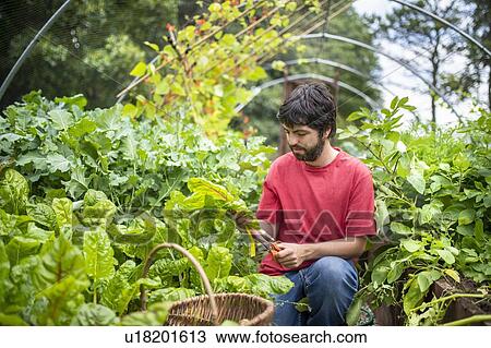 Stock Image - Gardener picking swiss chard leaves in organic vegetable garden. Fotosearch