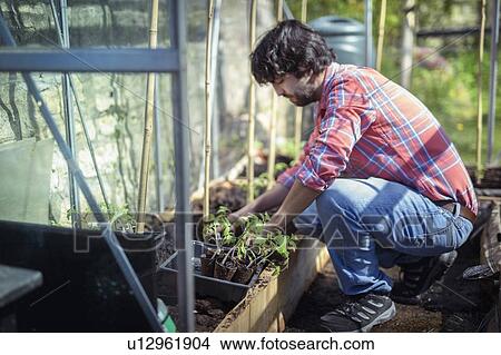 Picture - Gardener planting out tomato seedlings in greenhouse in spring in organic vegetable garden. Fotosearch