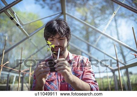 Stock Image - Gardener planting out tomato seedlings in greenhouse in spring in organic vegetable garden. Fotosearch