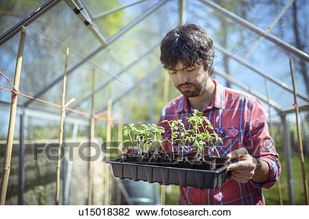 Stock Image - Gardener planting out tomato seedlings in greenhouse in spring in organic vegetable garden. Fotosearch