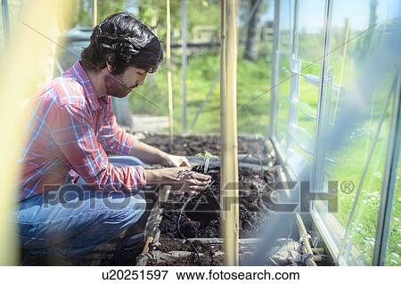 Stock Photo - Gardener planting out tomato seedlings in greenhouse in spring in organic vegetable garden. Fotosearch