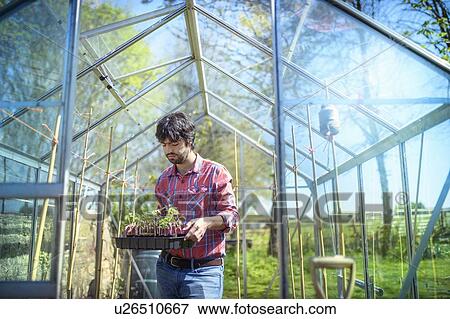 Stock Photo - Gardener planting out tomato seedlings in greenhouse in spring in organic vegetable garden. Fotosearch