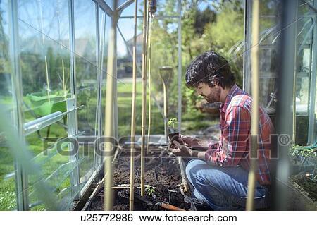 Gardener planting out tomato seedlings in greenhouse in spring in organic vegetable garden View Large Photo Image Stock Photograph - Gardener planting out tomato seedlings in greenhouse in spring in organic vegetable garden. Fotosearch