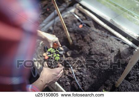 Gardener planting out tomato seedlings in greenhouse in spring in organic vegetable garden View Large Photo Image Stock Photography - Gardener planting out tomato seedlings in greenhouse in spring in organic vegetable garden. Fotosearch