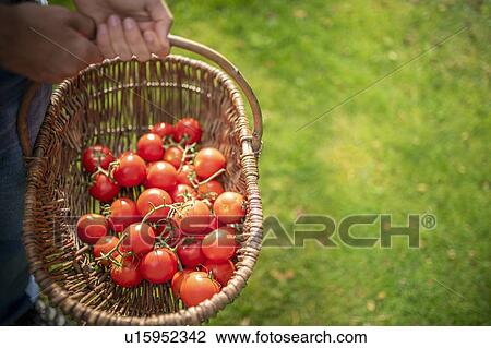 Stock Image - Gardener with basket of ripe Crimson Crush tomatoes in organic vegetable garden. Fotosearch