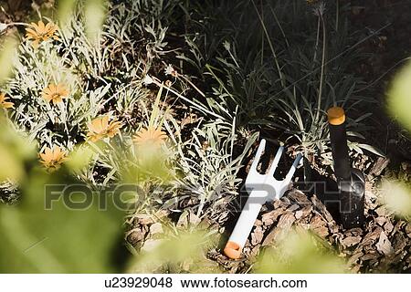 Stock Photo - Gardening fork and spade in garden of flowers. Fotosearch