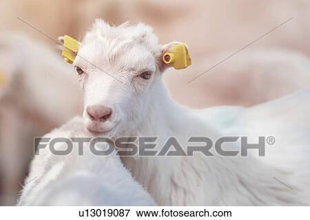Goat kid in pen on farm View Large Photo Image Stock Photo - Goat kid in pen on farm. Fotosearch