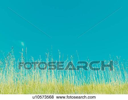 Stock Photo - Grass and blue sky. Fotosearch