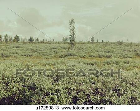 Stock Image - Grassy landscape. Fotosearch