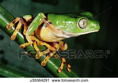 Green frog sitting on a green vine shoot View Large Photo Image Stock Image - Green frog sitting on a green vine shoot. Fotosearch