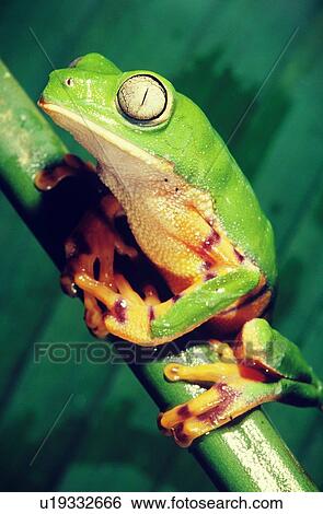 Stock Photograph - Green frog sitting on a green vine shoot. Fotosearch