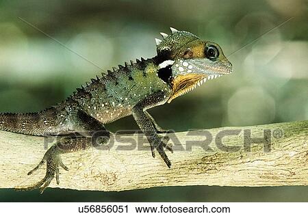 Green Gekko on branch in jungle View Large Photo Image Stock Image - Green Gekko on branch in jungle. Fotosearch