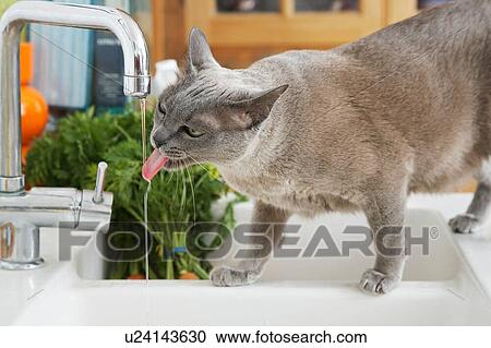Grey cat drinking water from tap View Large Photo Image Stock Image - Grey cat drinking water from tap. Fotosearch