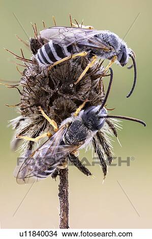 Halictid bees View Large Photo Image Picture - Halictid bees. Fotosearch