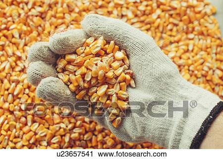 Handful of harvested corn kernels View Large Photo Image Stock Image - Handful of harvested corn kernels. Fotosearch