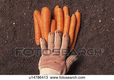 Stock Image - Harvested carrots. Fotosearch