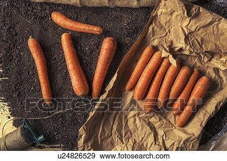 Harvested carrots View Large Photo Image Stock Photo - Harvested carrots. Fotosearch