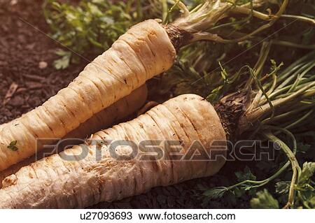 Harvested parsley roots View Large Photo Image Stock Image - Harvested parsley roots. Fotosearch