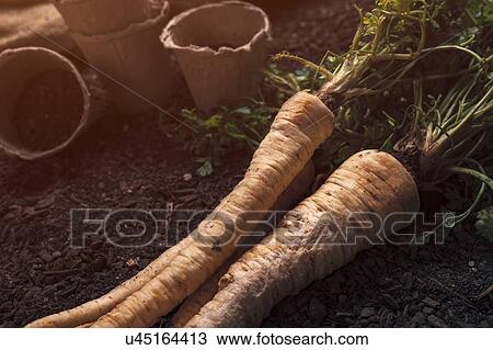 Harvested parsley roots View Large Photo Image Stock Image - Harvested parsley roots. Fotosearch